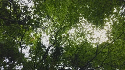 Spinning underneath the trees in forest. Stock Footage 125287980