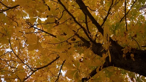 Spinning upward view transforms tree crown into moving pattern, shimmering gaps Video stock 319363303
