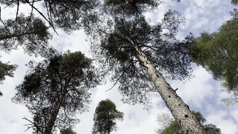 Spinning view from bottom on forest Stock Footage 241410443
