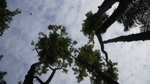 Spinning view from low angle on khaya trees with birds passing by Stock Footage 160236340