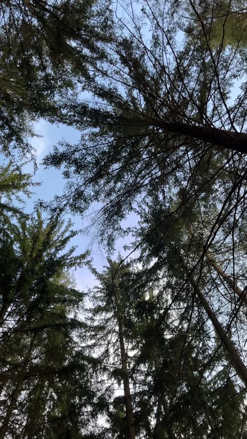 Spinning View of Tall Pine Trees Stock Footage 304009008