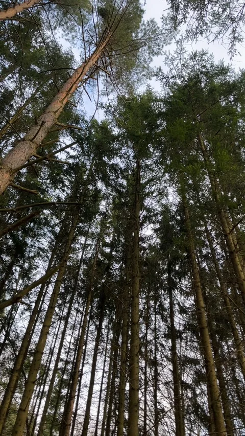 Spinning View of Tall Pine Trees Stock Footage 304009023