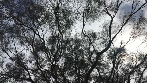 Spinning view toward the top of a big tropical tree with sky in the background Vídeo Stock 135599115