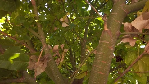 Spinning view of tree canopy, looking up view while rotating, green leaves Stock Footage 107993565