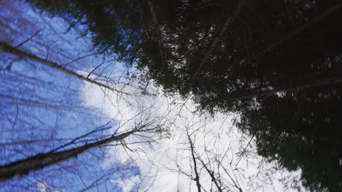 Spinning View of Tree Crowns Against a Blue Sky with Clouds 動画素材 338349494