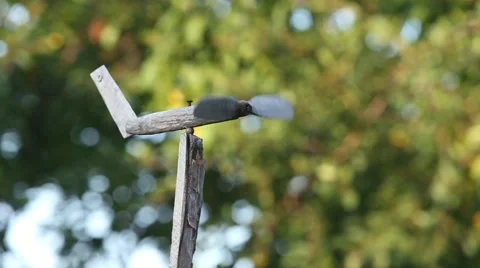Spinning weather on the background trees Stock Footage 62802185