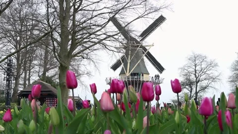 Spinning Windmill with Tulips in front ( Very dutch video)  Keukenhof Stock Footage 187039459
