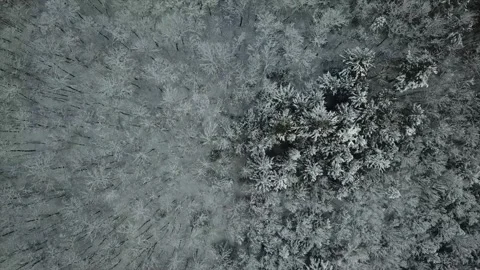 Spinning winter trees Stock Footage 138102556