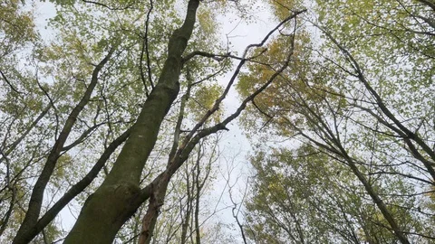 Spinning in the woods, left 스톡 동영상 93213986