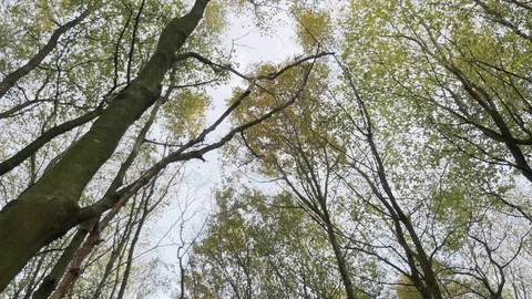 Spinning in the woods, right Stock Footage 93214036