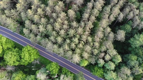 Spinnning Pine Trees Drone Flyover Stock Footage 119498522