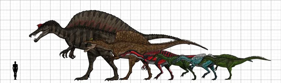 Spinosauridae size chart. 스톡 일러스트
