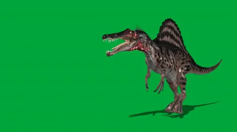 Spinosaurus 2  Walking Forward Attack Stock Footage 32846655