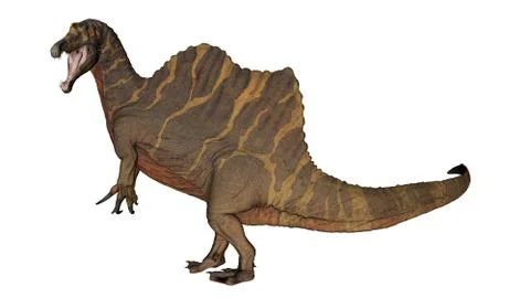 Spinosaurus dinosaur raoring while walking - 3D render Stock Illustration