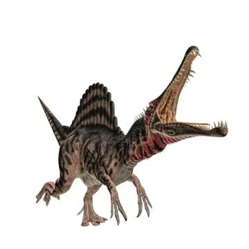 Spinosaurus Stock Illustration