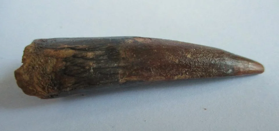 Spinosaurus tooth Stock Photos