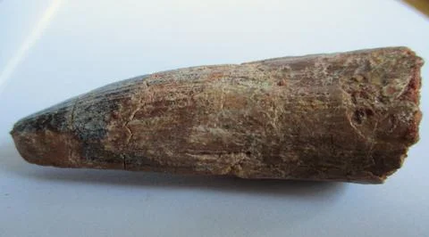 Spinosaurus tooth Stock Photos