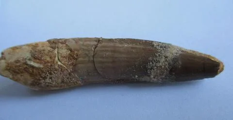 Spinosaurus tooth Stock Photos