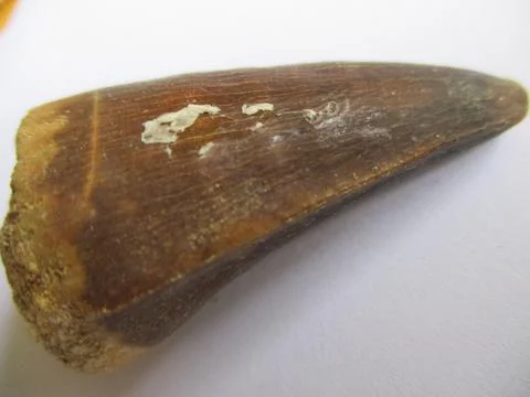 Spinosaurus Tooth Stock Photos