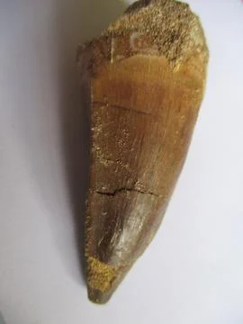 Spinosaurus Tooth Stock Photos