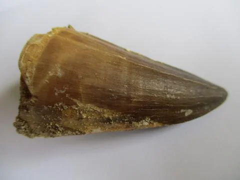Spinosaurus Tooth Stock Photos