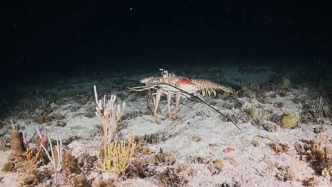 A spint lobster marching around looking for food at night Stock Footage 165109695