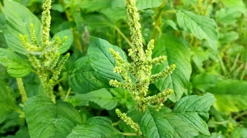 Spiny amaranth or Prickly amaranth or Thorny amaranth (Amaranthus spinosus) 스톡 동영상 322149107