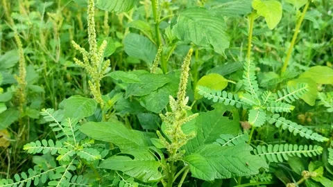 Spiny amaranth or Prickly amaranth or Thorny amaranth (Amaranthus spinosus) Stock Footage 322149358