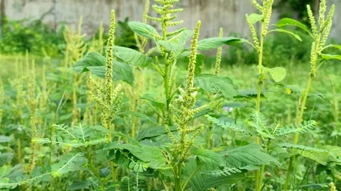 Spiny amaranth or Prickly amaranth or Thorny amaranth (Amaranthus spinosus) Stock Footage 322149373