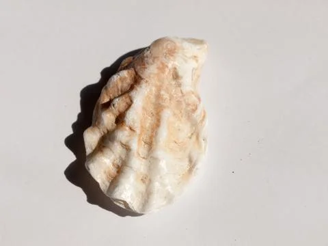 A spiny and white textured patterned sea shell found on the beach on a whit.. Foto stock