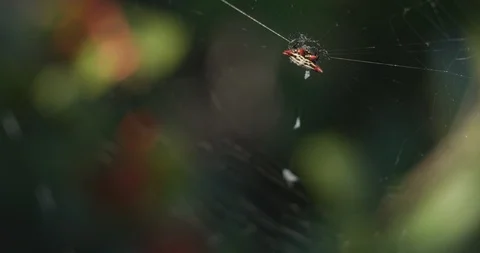 Spiny Backed Orb Weaver Spider climbing up Stock Footage 87310225