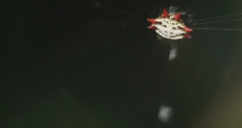 Spiny Backed Orb Weaver Spider on web Vidéo 87310238