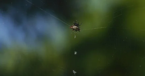 Spiny Backed Orb Weaver Spider on web 02 Stock Footage 87311161
