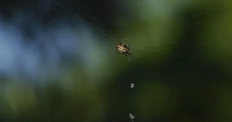 Spiny Backed Orb Weaver Spider stretching net Stock Footage 87312053