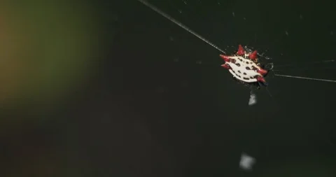 Spiny Backed Orb Weaver Spider in web close up Vidéo 87312310