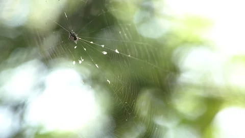 Spiny Backed Orb Weaver Spider in web blowing in breeze Video stock 111781350