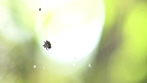 Spiny Backed Orb Weaver Spider in the center of web Video stock 111781392