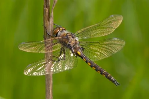 Spiny Baskettail, Canada Stock Photos