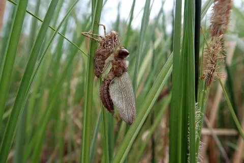 Spiny Baskettail dragonfly (Epitheca spinigera) Stock Photos