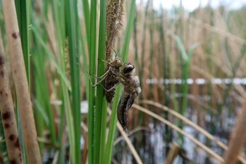 Spiny Baskettail dragonfly (Epitheca spinigera),  Stock Photos