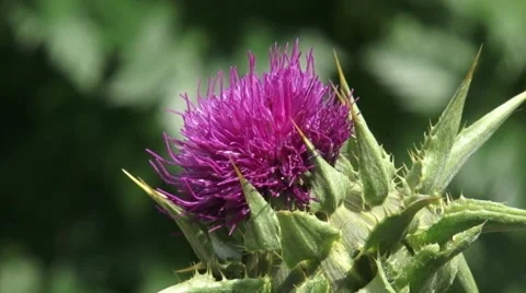 Spiny bracts and pink flower of Silybum marianum, or Milk Thistle - close up Stock Footage 45191779