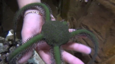 Spiny Brittle Star With Hand Stock Footage 57958542