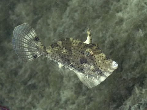 A spiny, brown fish with a spotted pattern, algae filefish (Pseudomonacanthus Stock Photos