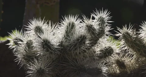 Spiny cacti in the sun, 4K slomo Stock Footage 249737807