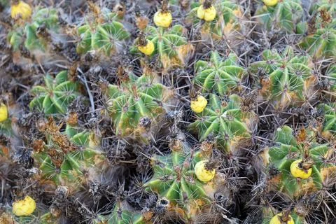Spiny cactus close-up Stock Photos