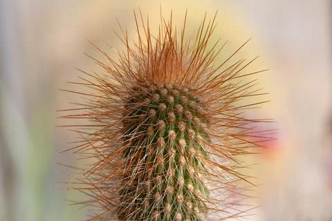 Spiny Cactus Close-Up Fotos de archivo