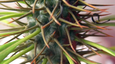 Spiny cactus macro (2) Video stock 42125815