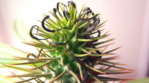 Spiny cactus macro (3) Vidéo 42125809