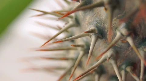 Spiny cactus macro (4) Видео 42125829