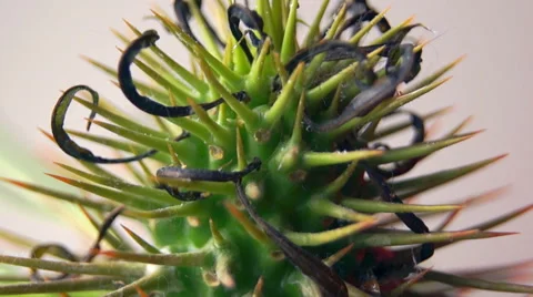 Spiny cactus macro Video stock 42125850